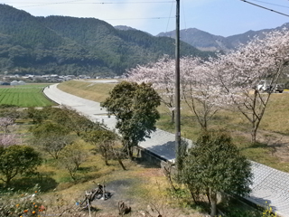 大分県（番匠川）パイピング